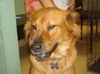 Firefly the Smart Lab Chow