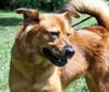 Firefly the Smart Lab Chow