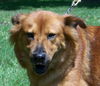Firefly the Smart Lab Chow