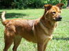 Firefly the Smart Lab Chow