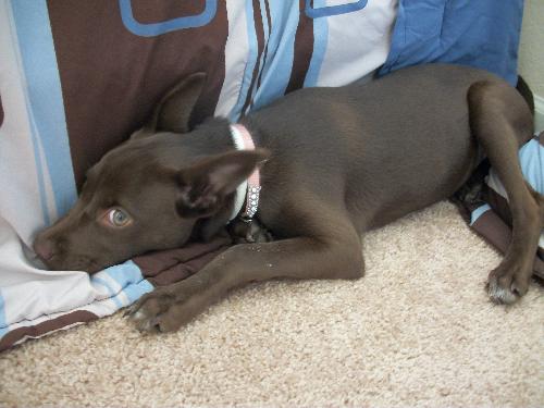 Otter the Little Lab