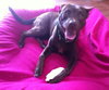 Otter the Little Lab