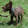 Otter the Little Lab