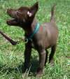 Otter the Little Lab