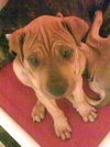 Bia the Shar Pei Puppy