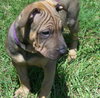 Bia the Shar Pei Puppy