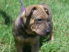 Bia the Shar Pei Puppy