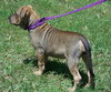 Bia the Shar Pei Puppy