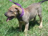 Bia the Shar Pei Puppy