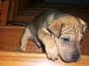 Tyson the Shar Pei Puppy