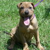 Tyson the Shar Pei Puppy