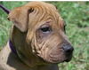 Tyson the Shar Pei Puppy