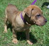 Tyson the Shar Pei Puppy