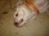 Slim the English Bulldog