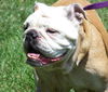 Slim the English Bulldog
