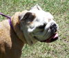 Slim the English Bulldog