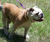 Slim the English Bulldog