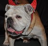 Slim the English Bulldog