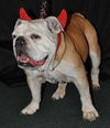 Slim the English Bulldog