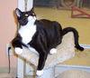 Sherlock Holmes- Declawed