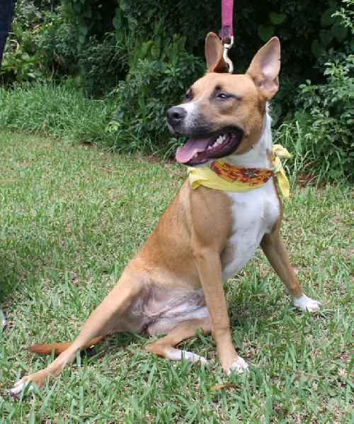 Basenji mix 2024 for adoption