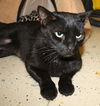 Raina the FIV+ Cat