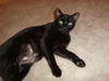 Raina the FIV+ Cat