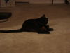 Raina the FIV+ Cat