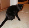 Raina the FIV+ Cat
