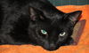 Raina the FIV+ Cat