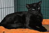 Raina the FIV+ Cat