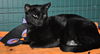 Raina the FIV+ Cat