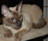 Dixie the Siamese