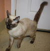 Dixie the Siamese