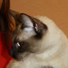 Dixie the Siamese