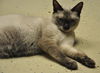 Dixie the Siamese