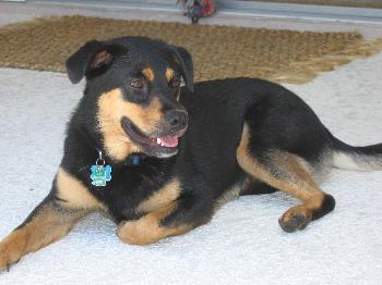 Kona