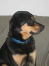 Kona