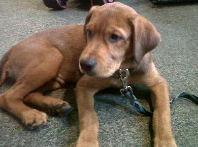 Indy the Lab Mix Puppy