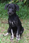 Suki the Lab/Hound Puppy