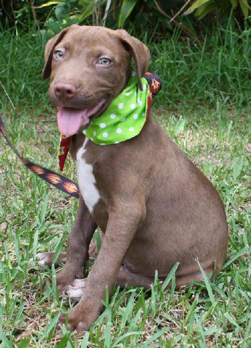 Rambler the Lab Puppy
