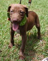 Rambler the Lab Puppy