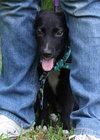 Roo the Puppy