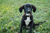 Roo the Puppy