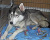 Kiska
