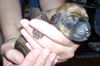 Orphan Puppies