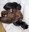 Orphan Puppies