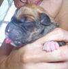 Orphan Puppies