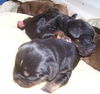 Orphan Puppies