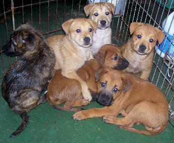 Orphan Puppies